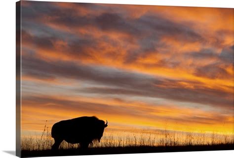 A silhouette of a herd of bison Wall Art, Canvas Prints, Framed Prints ...