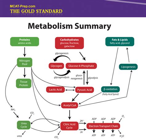 MCAT Biochemistry Review Summary | Gold Standard MCAT Prep ...