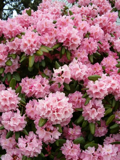 Flowering Pink Azalea Bush Free Stock Photo - Public Domain Pictures