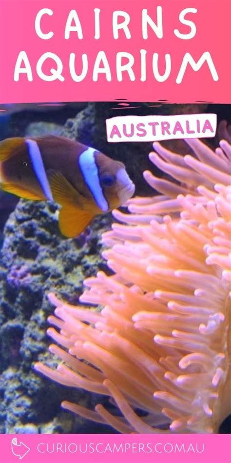 Cairns Aquarium Review - All You Need to Know