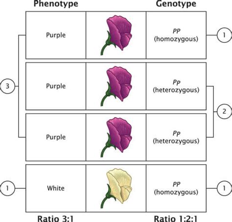 Phenotypic Ratio - The Definitive Guide | Biology Dictionary