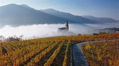 Austria Wine Guide | Total Wine & More