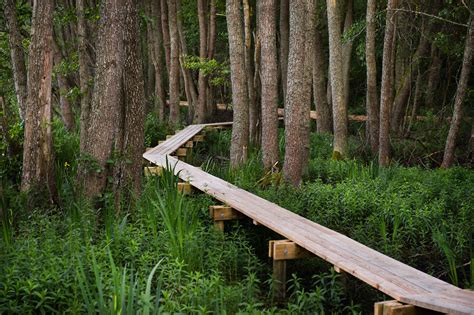 Design For Forest — Landscape Architecture Platform | Landezine