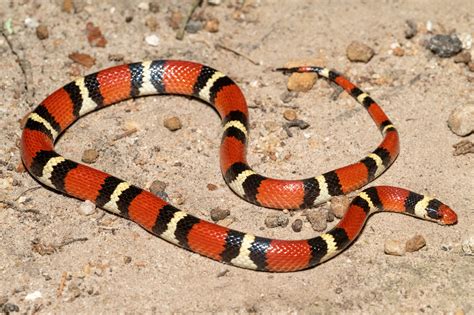 Scarlet Kingsnake | South Carolina Partners in Amphibian and Reptile ...