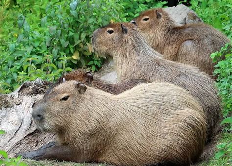 Capybara Predators: Animals That Hunt These Giant Rodents