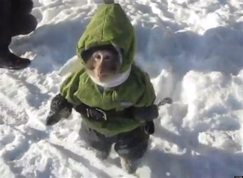 A Monkey Plays In The Snow, Wearing A Jacket (VIDEO)