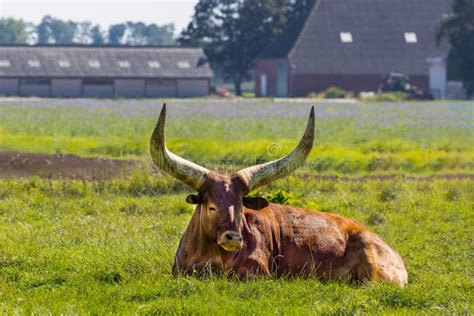 Close Up of a Red Brown Watusi Cattle, Bos Taurus Indicus, Lying in a ...