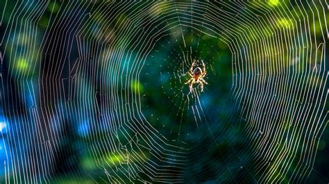 How to ID Spiders by Their Webs