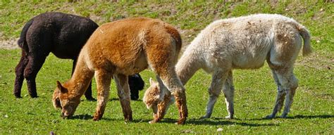 Understanding Alpaca Types: A Comprehensive Guide - Alpaca Mining Company