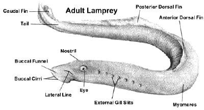 Class Agnatha - 7 Vertebrates