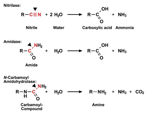 C-N Hydrolases