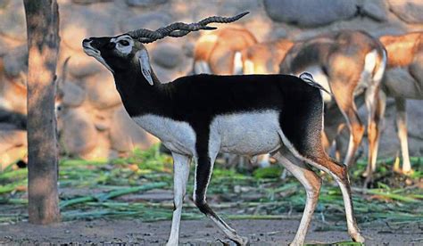 Tracking the state animal: Abohar sanctuary sees dip in blackbuck count ...