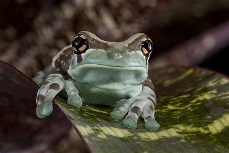 Amazon Milk frog Photograph by Val Saxby | Fine Art America