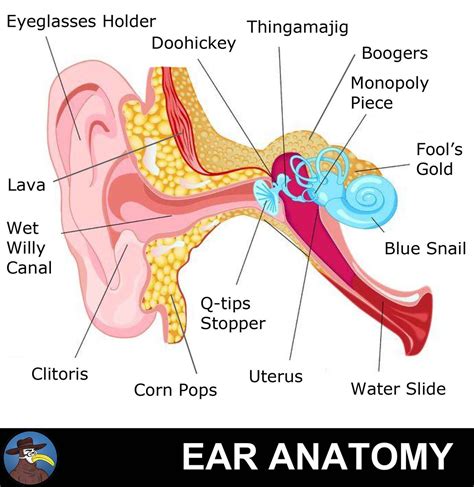 Anatomy of the Ear - Gomerpedia