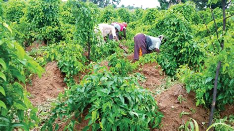 Farmers’ guide: Research shows best time to harvest yam - Daily Trust