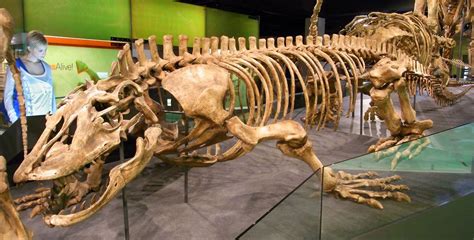 Recently extinct 20 ft Australian lizard, Megalania - Melbourne ...