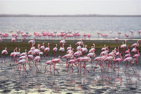 Large flock of pink flamingos in Walvis Bay, Namibia Photograph by ...