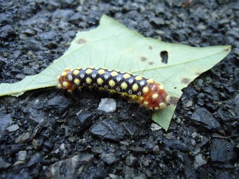 White Flannel Moth Caterpillar (Norape ovina) – Identification | Walter ...