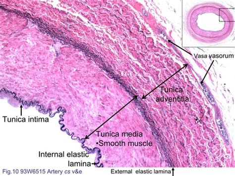 Lab #32: Artery & Vein Histology Flashcards | Quizlet