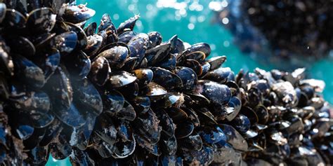 Sustainable Mussel Farming - Global Impact - ASC