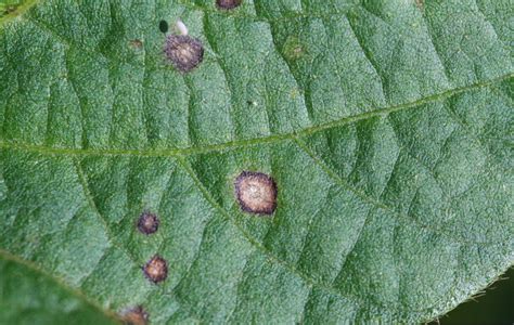 Soybean | Diseases and Pests, Description, Uses, Propagation