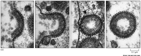 Clathrin pits