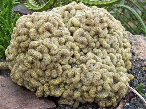 THE BRAIN CACTUS - Mammillaria elongata 'Cristata' |The Garden of Eaden