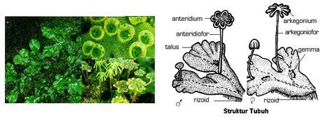 Gambar Lumut Hati Beserta Keterangannya – bintangutama69.github.io