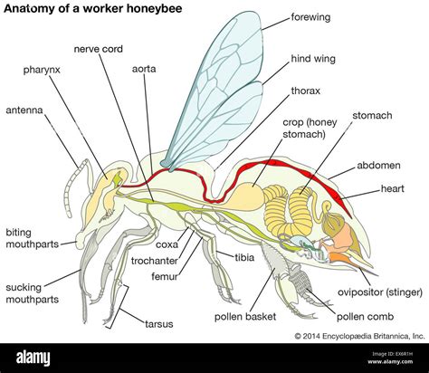 Anatomy of a worker honeybee Stock Photo - Alamy