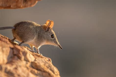 Elephant Shrew: Facts About the Adorable African Sengi