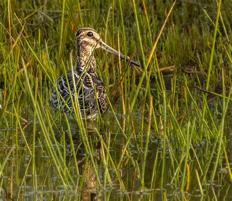 Snipe Hunt - Avian Critiques - Nature Photographers Network