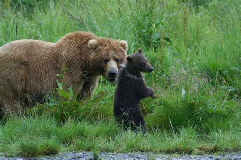 Kodiak Brown Bear Center | Amazing Alaska Bear Watching