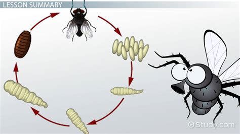 Blue Bottle Fly Life Cycle - Best Pictures and Decription Forwardset.Com