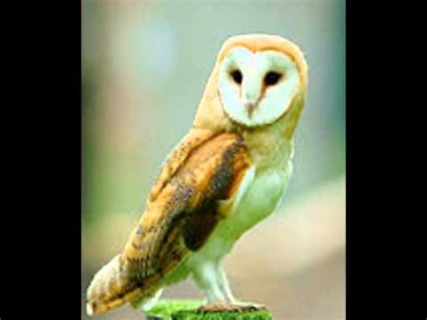 BARN OWL CALL - YouTube