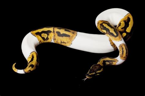 63 Stunning Ball Python Morphs (Our Favorite Types)