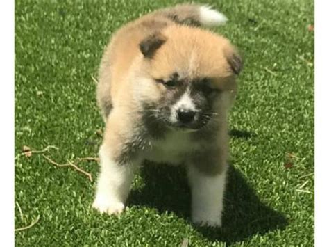 8 purebred Akita puppies for adoption - Puppies for Sale Near Me