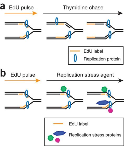 Schematic of the experimental procedures used to identify replisome or ...