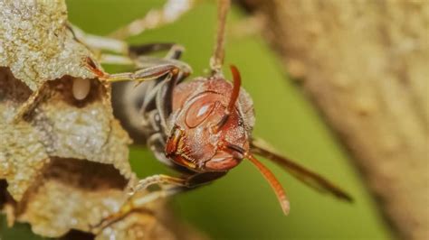 What is a Red Wasp? And How to Get Rid of Them Effectively?