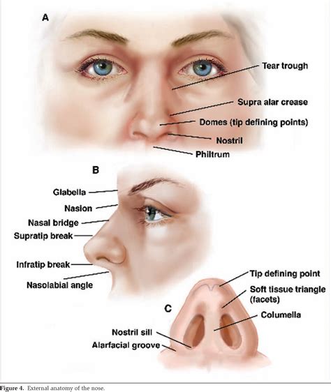 Figure 4 from Surgical treatment of nasal obstruction in rhinoplasty ...