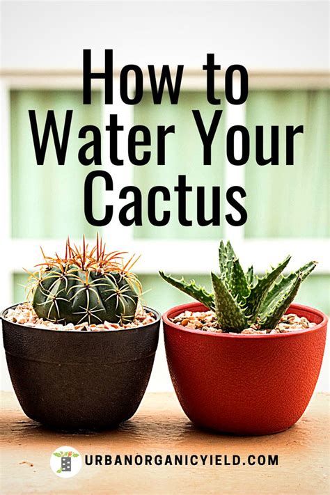 Tips on Watering Cactus Plants in 2022 | Indoor cactus plants, Cactus ...