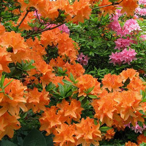 1 X ORANGE AZALEA JAPANESE EVERGREEN SHRUB HARDY GARDEN PLANT IN POT | eBay