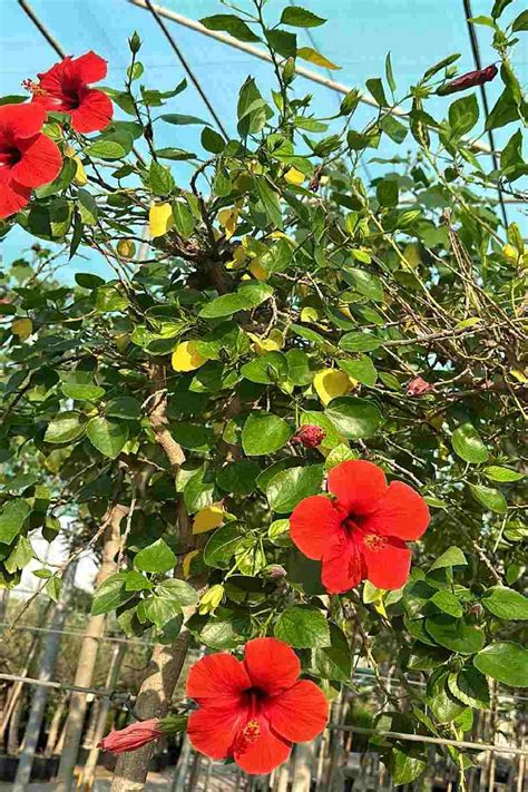 Chinese Hibiscus Tree - Outdoor Plants | Plantshop.me