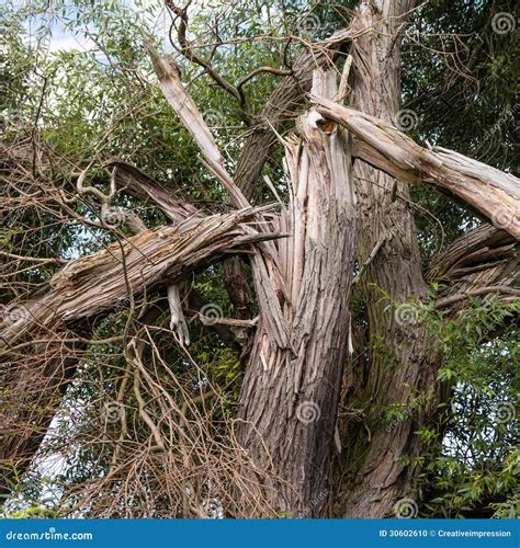 Tree after Lightning Strikes Stock Photo - Image of power, destroyed ...