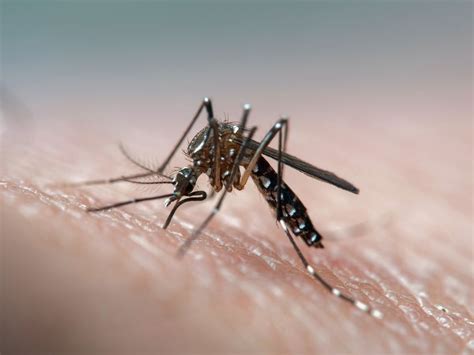 What Is Dengue Fever: Common Symptoms and Treatment