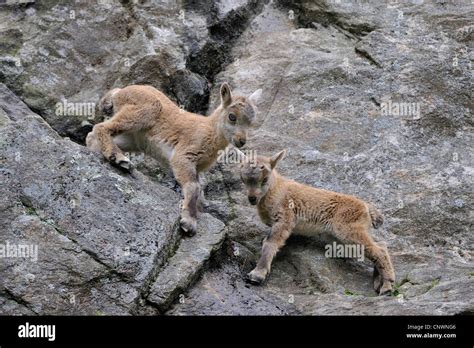 alpine ibex (Capra ibex), two juveniles climbing in a rock wall, Alps ...