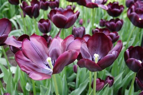 Dark purple tulips stock photo. Image of colorful, dutch - 4260504