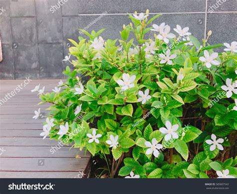 Gardenia Crape Jasmine Garden Stone Wall Stock Photo (Edit Now) 585807542