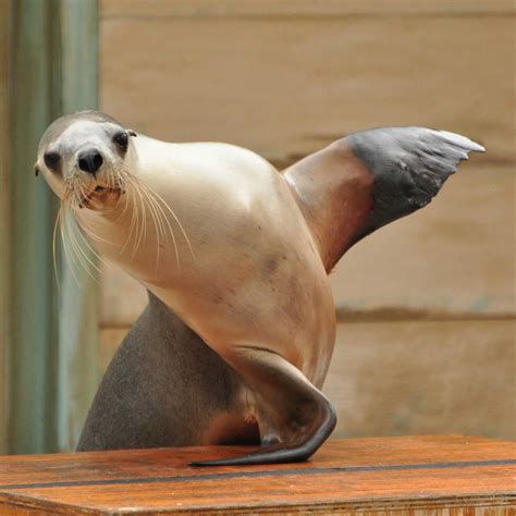 Conversation:Seals clapping - Press Office - Newcastle University