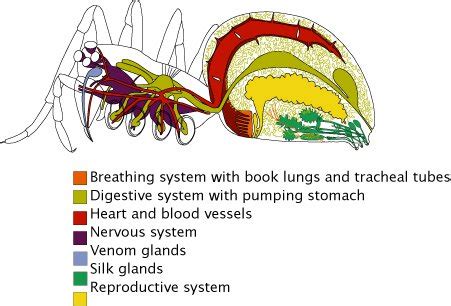 Spider Anatomy Diagram