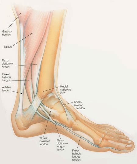 Ankle and Foot Pain - The Center for Physical Rehabilitation